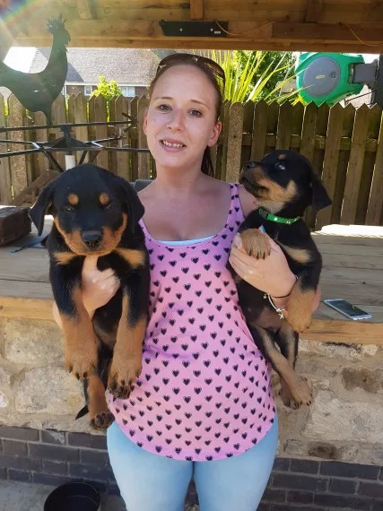 Rottweiler puppies available 