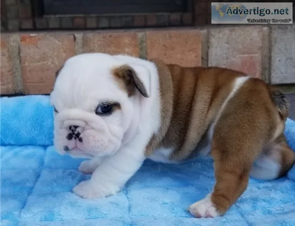 Trained english bulldog puppy for sale