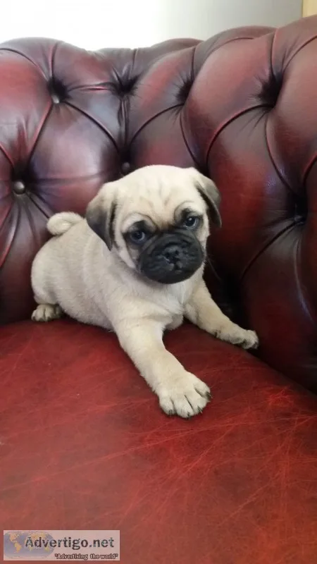 Pug puppies for sale 