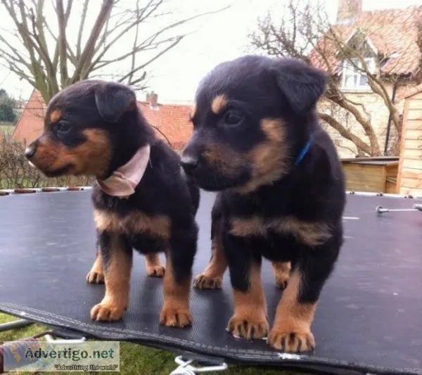 Champion bloodline rottweiler puppies