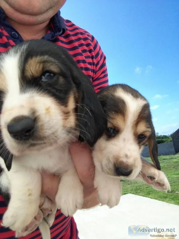 Akc basset hound puppies for sale