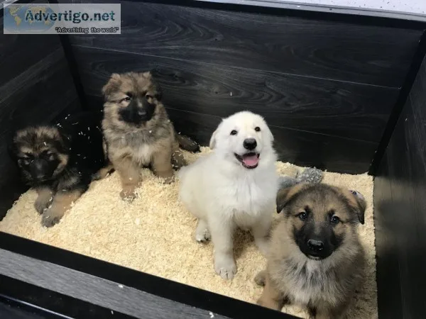 German shepherd puppies available 
