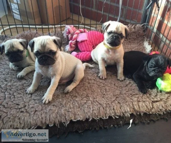 Pug puppies for sale