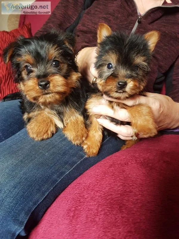 Beautiful yorkie puppies for sale, 