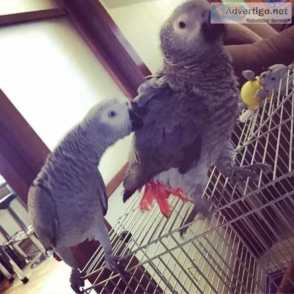 African grey parrots for sale