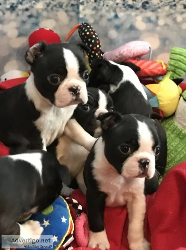 Boston terrier puppies available now