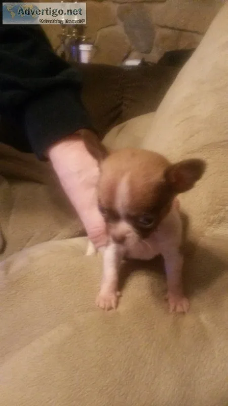 3 chihuahua boys ready for love