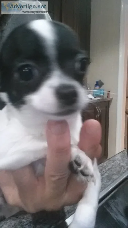 3 chihuahua boys ready for love