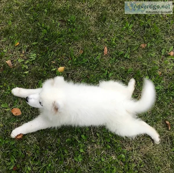 Samoyed puppy for sale~~