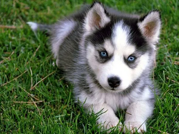 Siberian husky puppies for sale