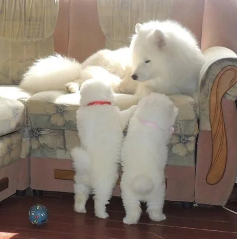 Samoyed puppy for sale