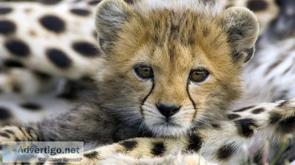 Beautiful cheetah cubs , white tiger , li