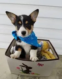  akc reg pembroke welsh corgi puppies