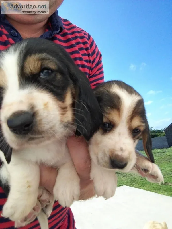 Akc basset hound puppies for sale