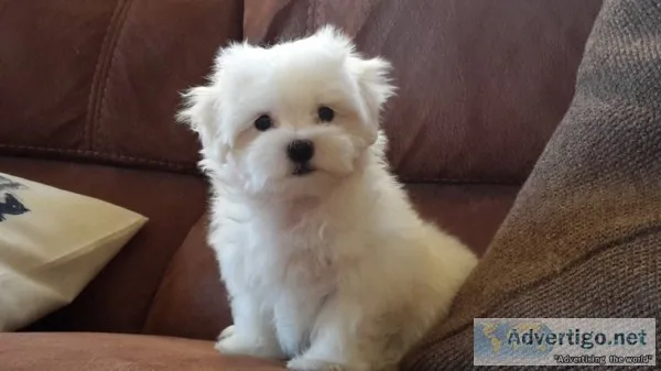 Healthy maltese puppies for rehoming 