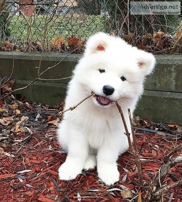 Samoyed puppy for sale, 