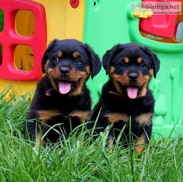 Purebred rottweiler puppies