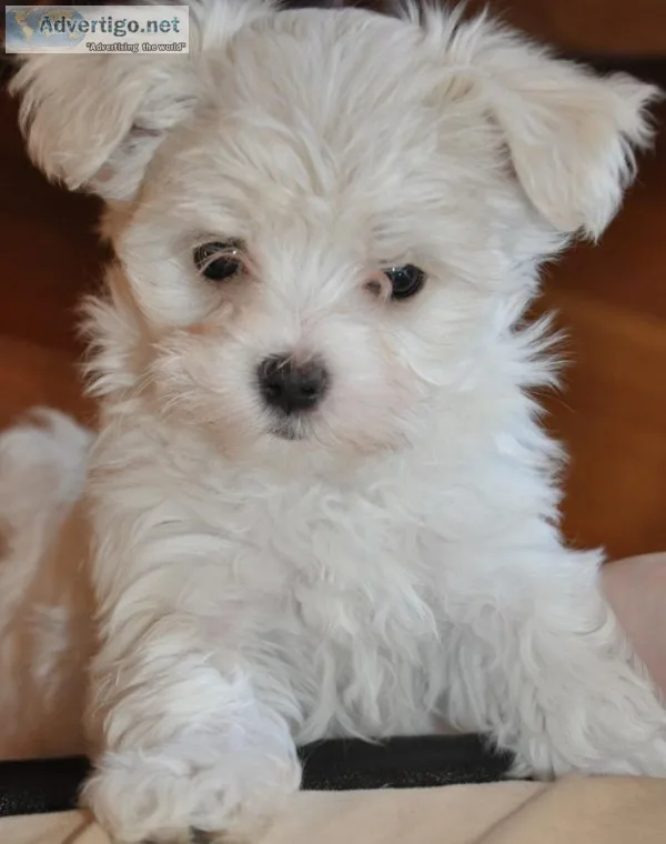 White maltese puppies available