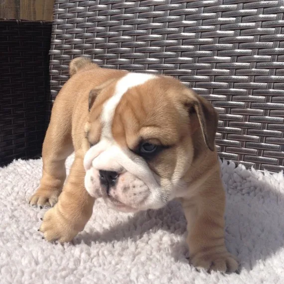 english bulldog pups available