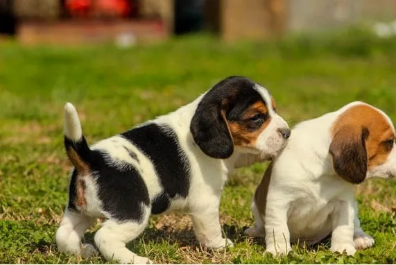 Beagle puppies available for re-homing