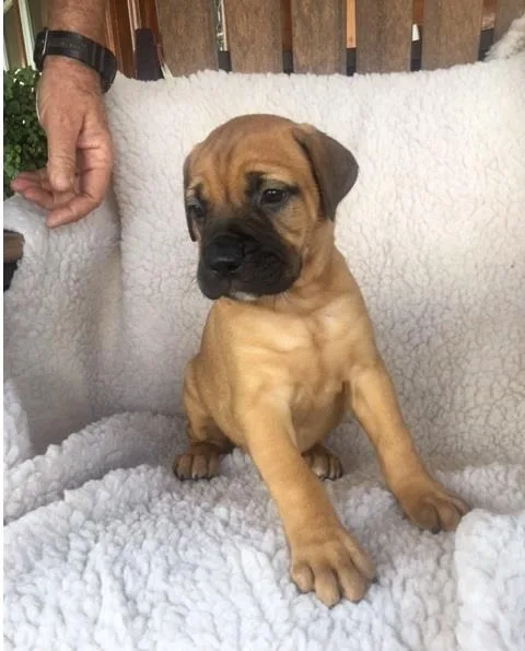 Bullmastiff/mastiff puppies available 