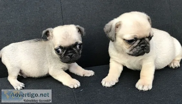 Adorable pug puppies ready