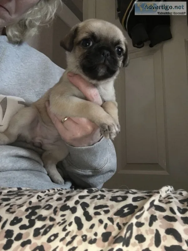 Pug puppies for sale