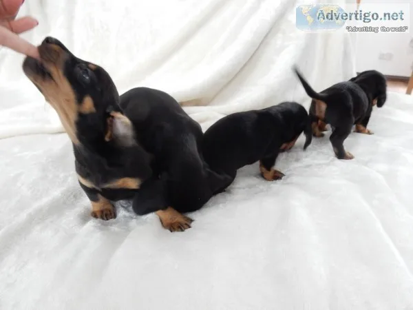 Dachshund puppies (667) 803-0718