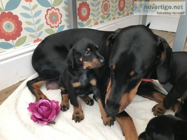 Doberman puppies (667) 803-0718