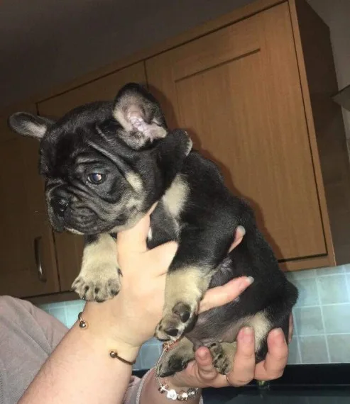 Frenchbulldog puppies