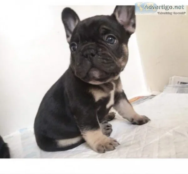 Frenchbulldog puppies