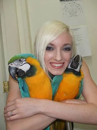 Tame blue and gold macaw parrots