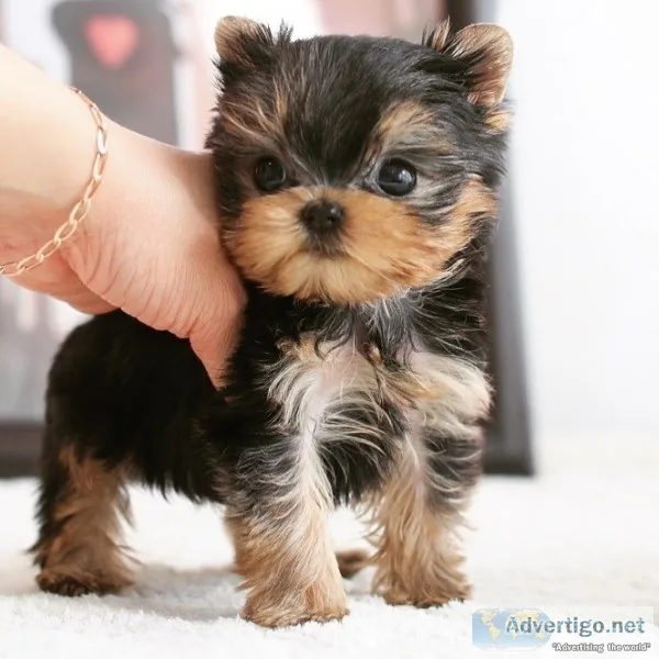 Available - yorkshire terrier for sale