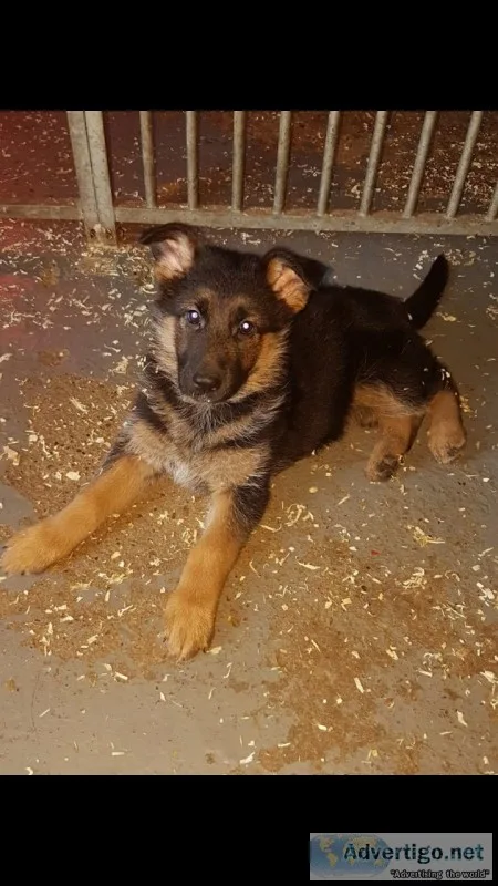 Adorable healthy german shepherd