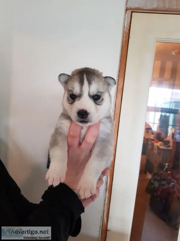 Most cute siberian husky puppies
