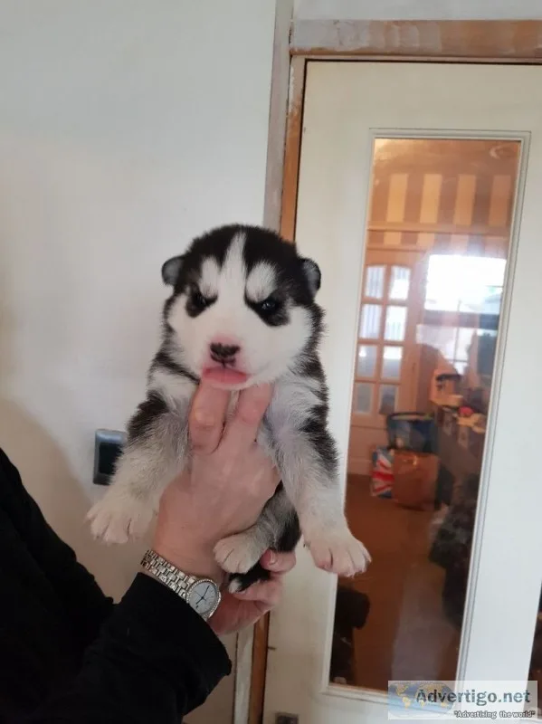 Most cute siberian husky puppies