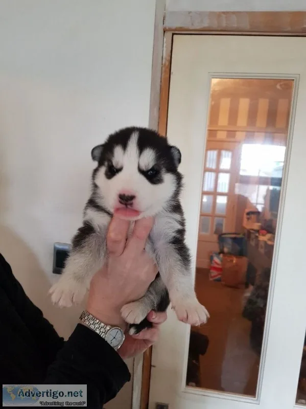 Siberian husky puppies