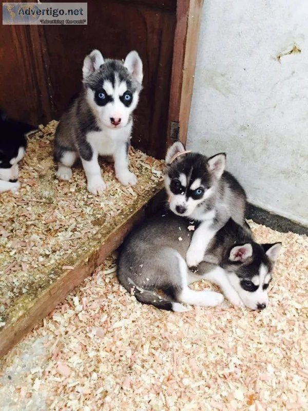 Wow siberian huskies puppies