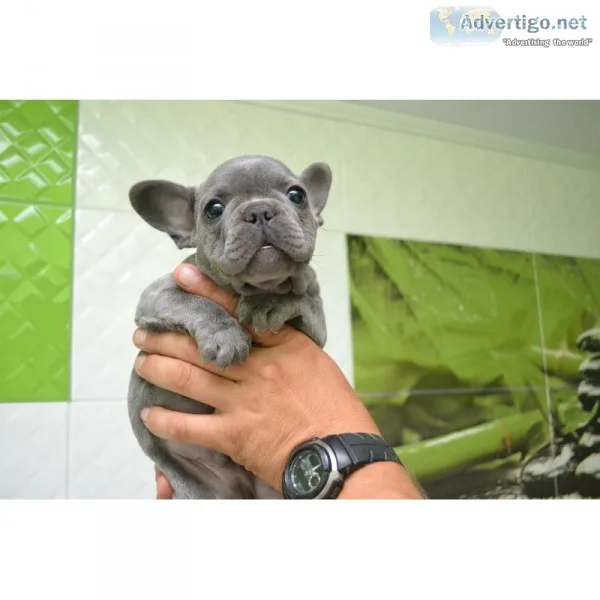 Own an adorable blue french bulldog