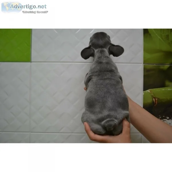 Own an adorable blue french bulldog