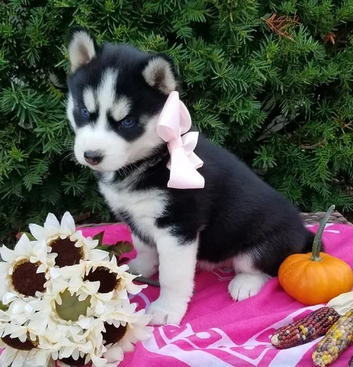 Dogs and puppies for sale