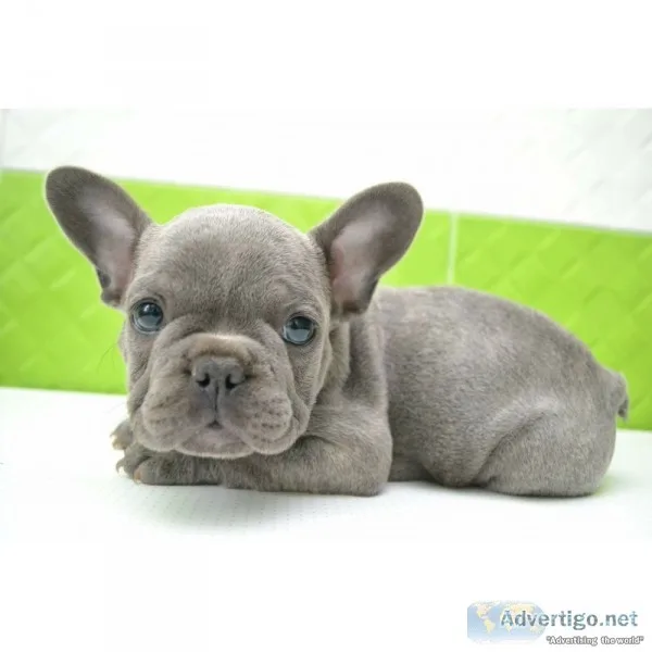 Own an adorable blue french bulldog