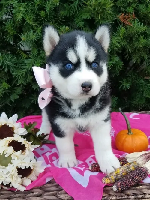 Dogs and puppies for sale