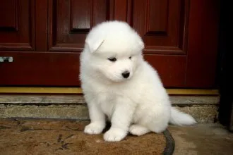 Cutest samoyed puppies for sale