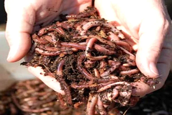 Vermi compost for sale
