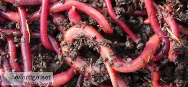 Vermi compost for sale