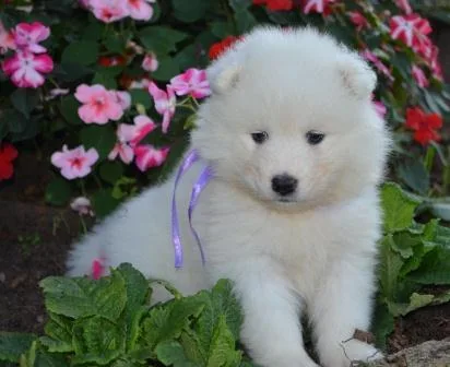 Akc registered samoyed puppies for sale