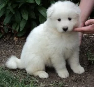Samoyed puppies$400