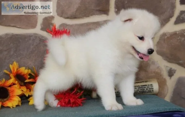 Beautiful samoyed pups