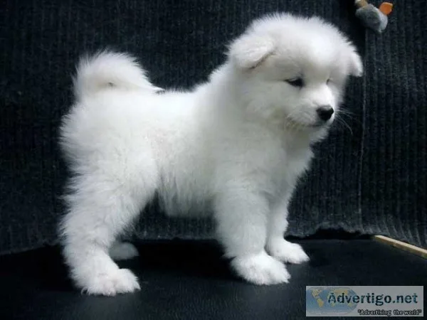 Samoyed pups